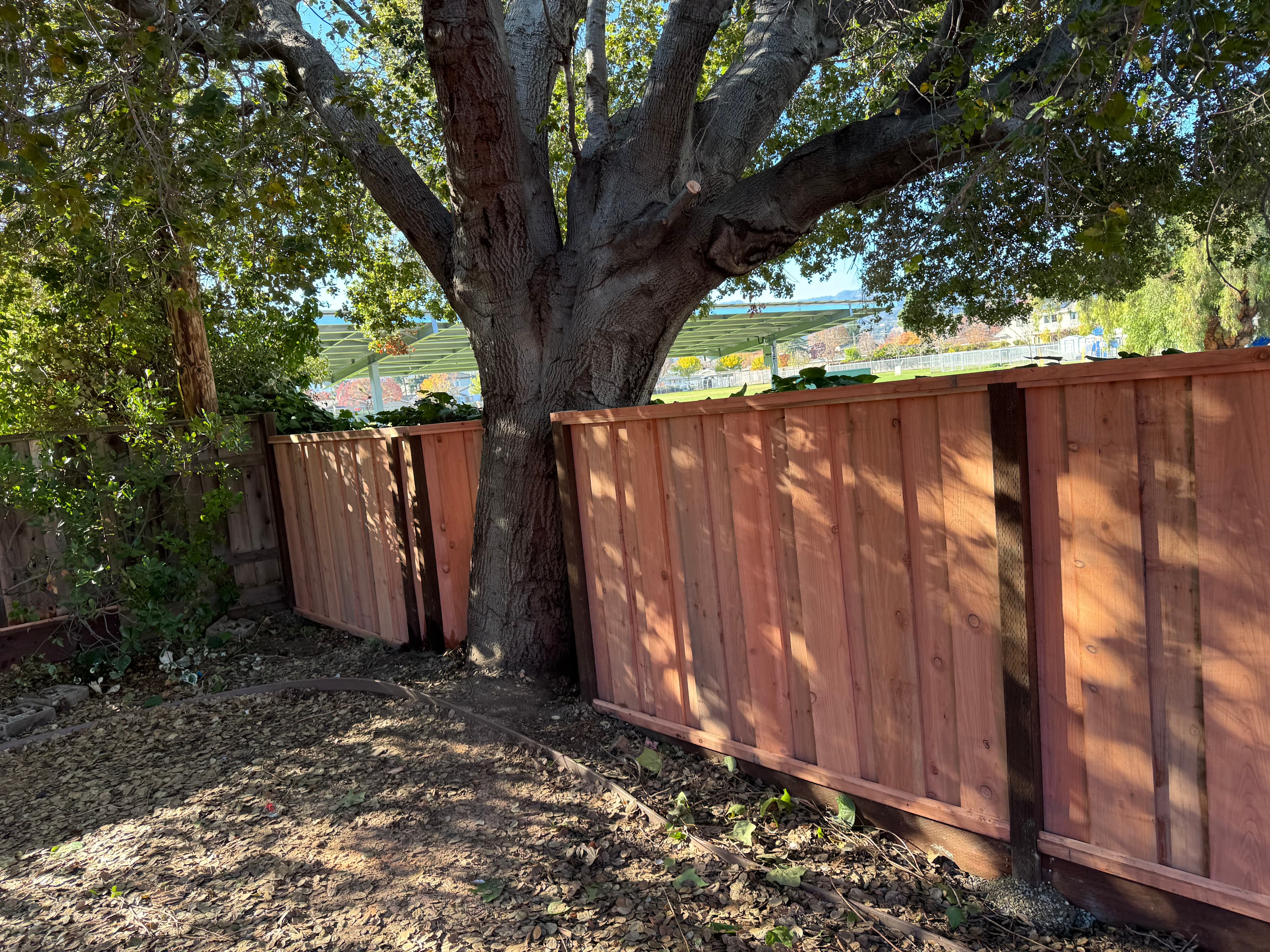 Build To Tree Angled 3