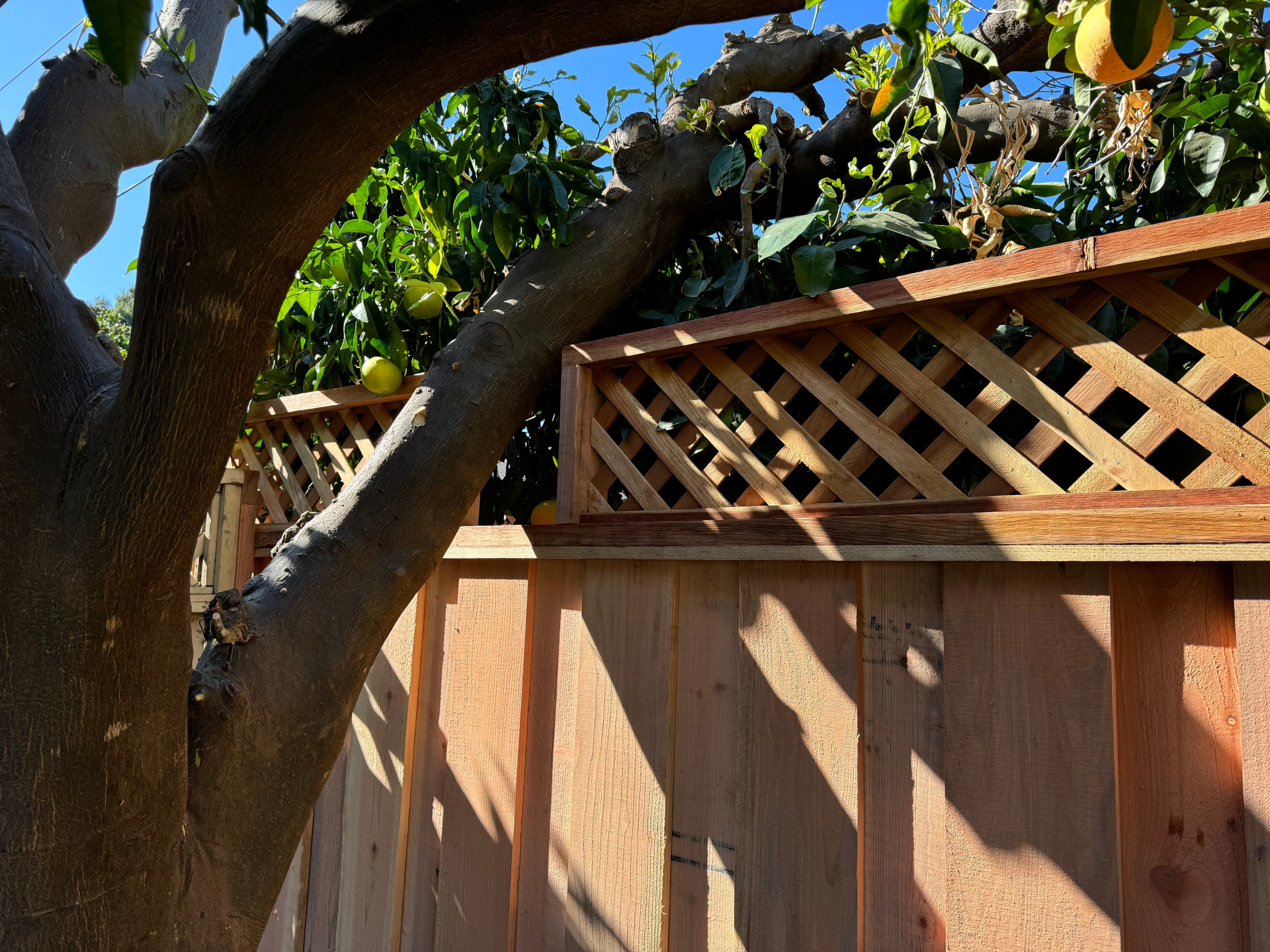 Window For Tree